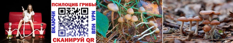 Галлюциногенные грибы Cubensis  Котлас 